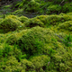 Illustration for article titled Scientists Revive Moss That Was Encased In Ice For 1,500 Years